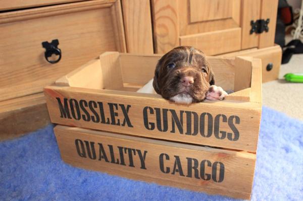 MosslexGundogs's tweet photo. Some of our #SpringerSpaniel #puppies  taken yesterday http://t.co/1s9xL8VVs0