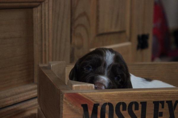 MosslexGundogs's tweet photo. Some of our #SpringerSpaniel #puppies  taken yesterday http://t.co/1s9xL8VVs0