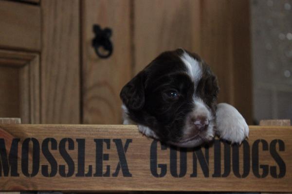 MosslexGundogs's tweet photo. Some of our #SpringerSpaniel #puppies  taken yesterday http://t.co/1s9xL8VVs0