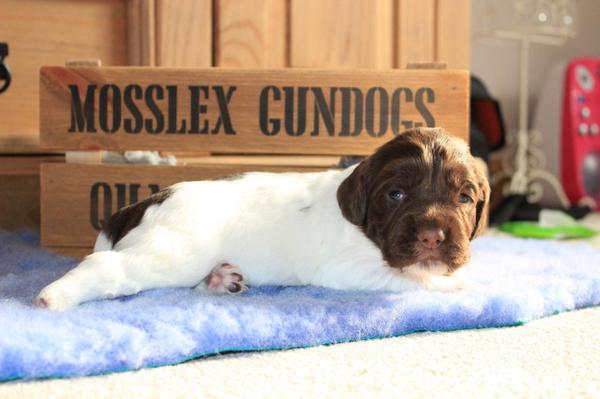 MosslexGundogs's tweet photo. Some of our #SpringerSpaniel #puppies  taken yesterday http://t.co/1s9xL8VVs0