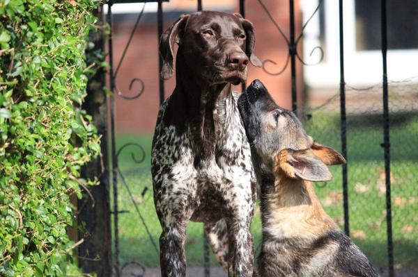 MosslexGundogs's tweet photo. Ronnie spurning Flicks friendly advances http://t.co/XxP2epspz3