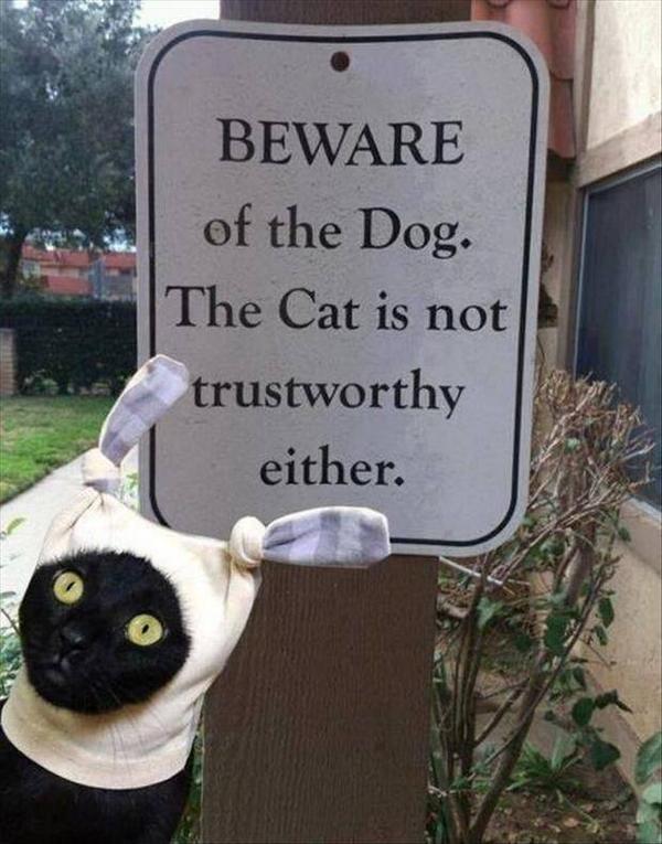 LVMediaOnline's tweet photo. Got pets? We got #petgadgets! 15% off everything TODAY! Code: 15OFF http://t.co/n12hB1P27h http://t.co/NahQettm3R