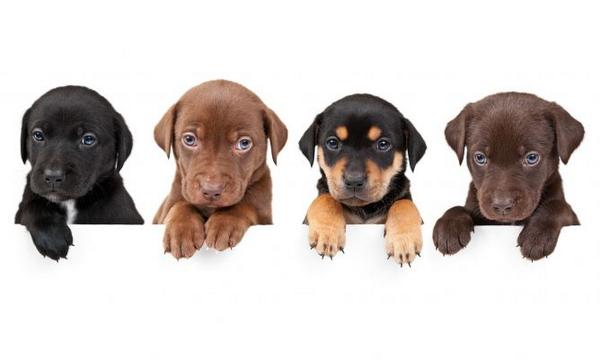 JescanAdiestra's tweet photo. Curso de adiestramiento canino en Tomelloso. No te lo pierdas.
http://t.co/bOtqTlMVlk http://t.co/60OFwdR0WM