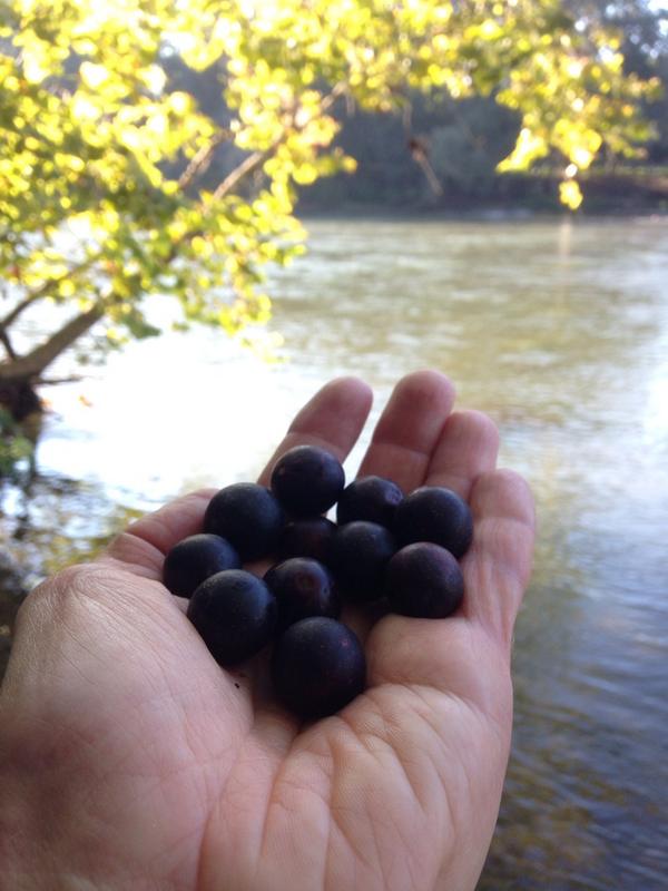 JCXC14's tweet photo. Wild Muscadines on the hooch http://t.co/bOUif6PzED