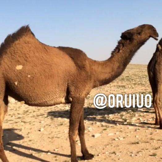 ✨  بطاشه  ✨

  لمالكها / مسعد الشيباني 

   ما شاء الله 💫