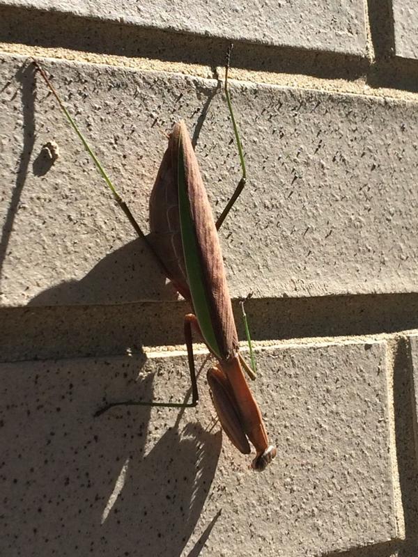 naturalist_runs's tweet image. I don&apos;t think I will ever stop squealing in delight when I see a praying mantis. #biologistproblems #sorrynotsorry