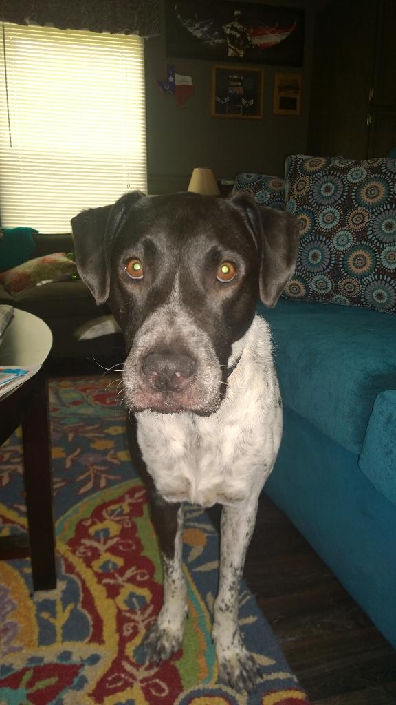 DukeOfSnuggles's tweet image. Did you know that @NerdyEmmett2 has a rolled up newspaper?