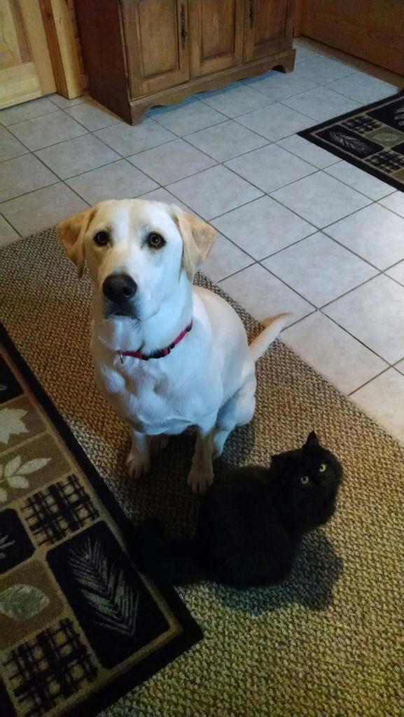 Laciethedogg's tweet photo. Begging for mom's breakfast. My pet kitty is hungry.... http://t.co/bmtKixi2RR