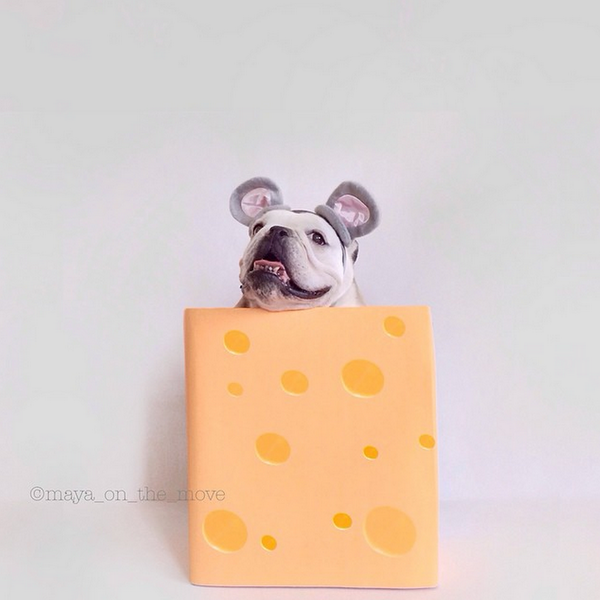 m_magazine's tweet photo. #MayaOnTheMove is our new fave #PetsOfInstagram account! Check out more of her cute pics HERE: http://t.co/qzqXPY7edo http://t.co/djsQ2y2d8c