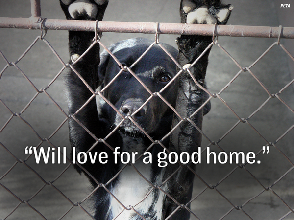 peta's tweet photo. Give an animal a SECOND CHANCE. #AdoptDontBuy http://t.co/4v4luBdRxk