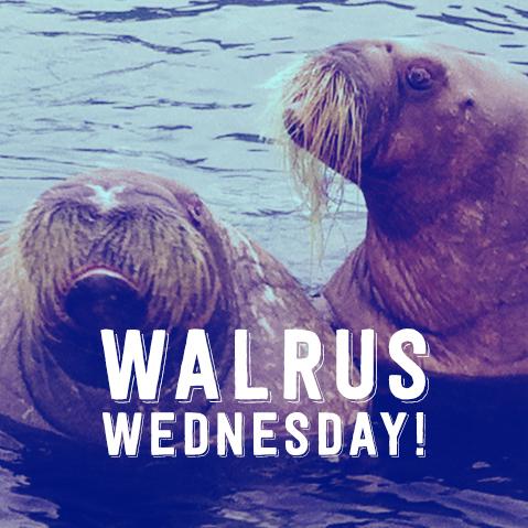 tuskthemovie's tweet photo. Walrus Wednesday! #WalrusYes http://t.co/561XUB7PNp