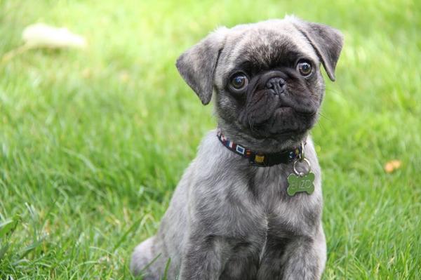 teaganrae's tweet photo. Enzo had his first Instagram photoshoot today! #goenzogo #pugnation http://t.co/Gaec4K5HME