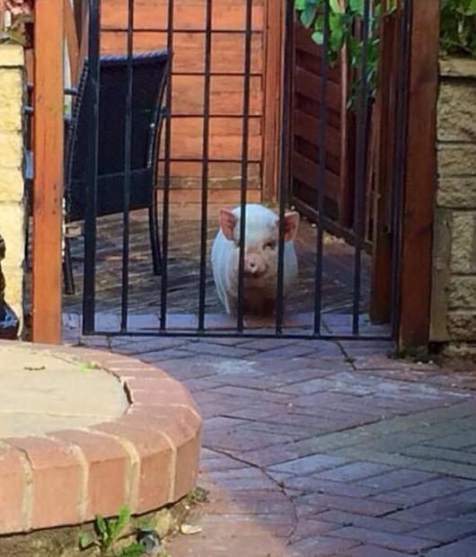 BethQuinn_'s tweet photo. My mum really wasn't joking when she told me her tenant had a pig living in the back garden ooooo m g 🐽🐷😭😂😕 http://t.co/pIq0PCiIVY