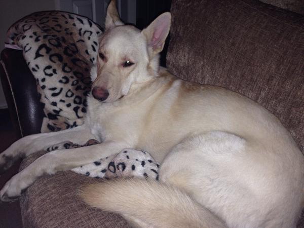 Loudoll_lady's tweet photo. @DogsC4 my beautiful Atom wasn't on tv or twitter or the gallery!! Sad face! http://t.co/wQ2Bvtbl85