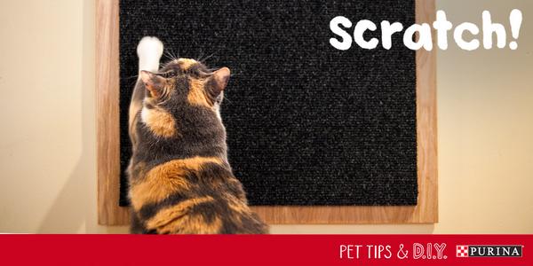 You can make a #DIY scratch board for your #cat in minutes with just a few materials! #PetLifeHack