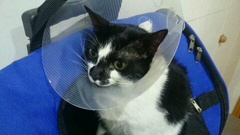 bl00mkvist's tweet photo. Mi gato no me habla y no sé si es por el collar isabelino o por los chistes que le hago... http://t.co/HC2DW5u3gX