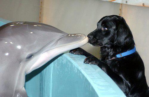 OTROGUAPOSUELTO's tweet photo. ¡Hola, no sé lo que eres, pero seamos amigos! 😍 http://t.co/1tyfI5o1tz