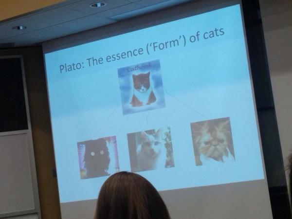 SpottedLaurier's tweet photo. What's the essence of a cat. #philosophy http://t.co/A94D52RGie