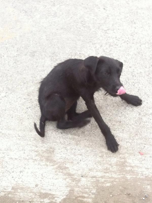 tamylu06's tweet photo. Alguien que quiera adoptar a un cachorrito que esta abandonado :/ http://t.co/orrLn3DPwR