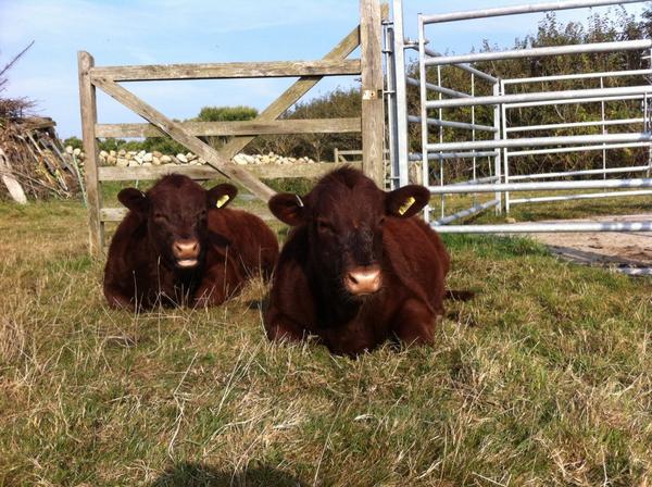 ScillyBeef's tweet image. Did you know that cows have best friends?  These two are buddies