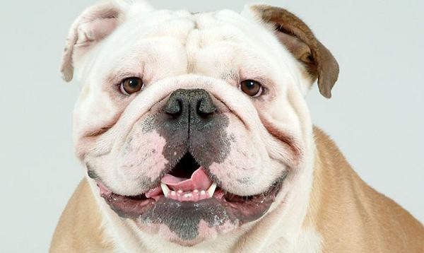 BarkMachine's tweet image. Gazoo sez to check out this great Dog Training website ... barkmachine.com