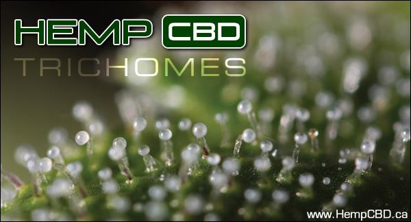 hempcbd's tweet photo. http://t.co/wgN2oA1riL