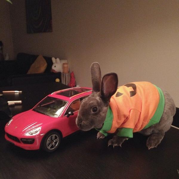 Samuel_vel_'s tweet image. #DocHopper bought a #Porsche #Cayenne and his first #Halloween shirt today. #baby#bunny#rabbit#minirex