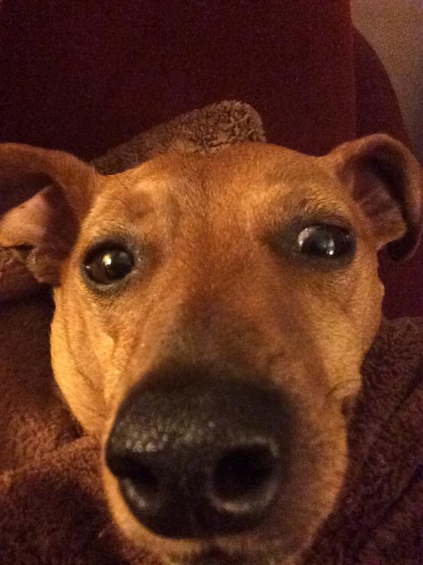 BuddyTheMiniPin's tweet image. #goodnight #petsathome