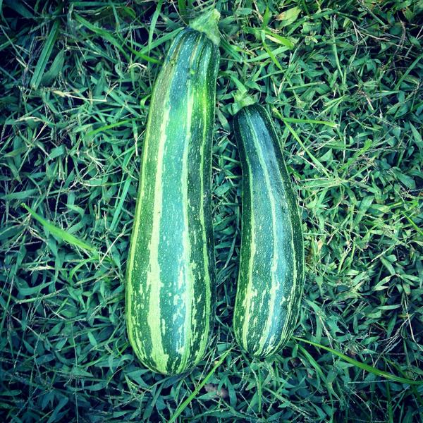 Zucchinis! Serving local produce this weekend straight from my parkdale garden at #etsymadeincanada #EtsyMICToronto