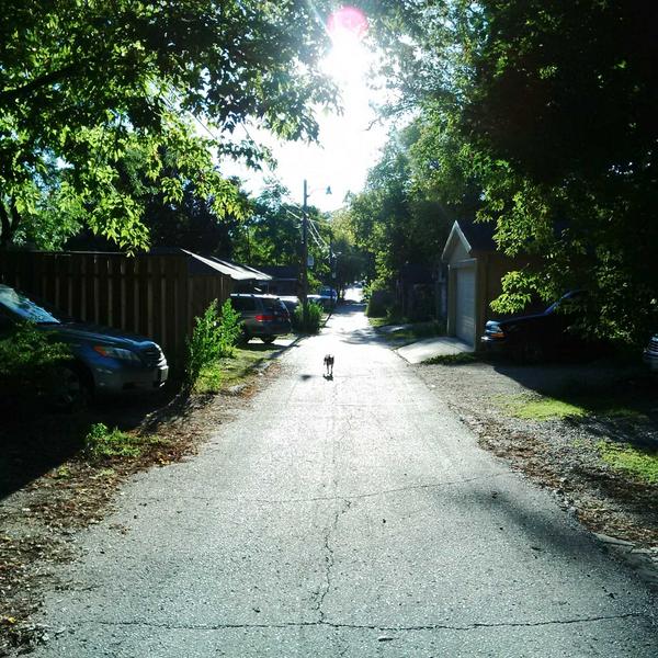 CookieRoscoe's tweet photo. Sun saturated afternoon pitching a tennis ball for a crazed little dog. #thisPerfectLife http://t.co/XCvCDRXSWz