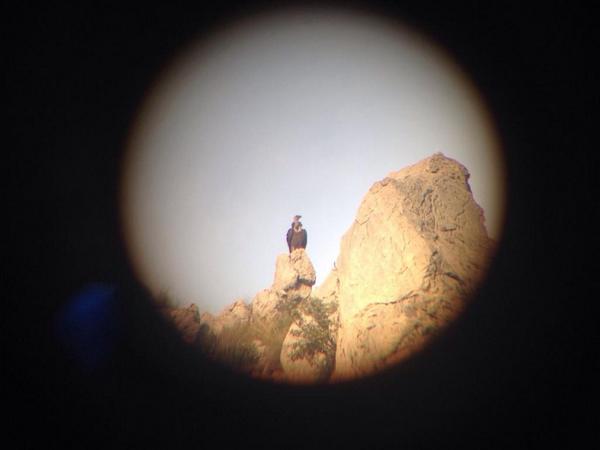 FdzVico's tweet photo. La sorpresa de hoy Buitre Leonado en #SierraArana #paraisonatural @lorente_fran http://t.co/GXNLSwSYcm