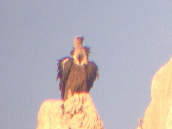 FdzVico's tweet photo. La sorpresa de hoy Buitre Leonado en #SierraArana #paraisonatural @lorente_fran http://t.co/GXNLSwSYcm