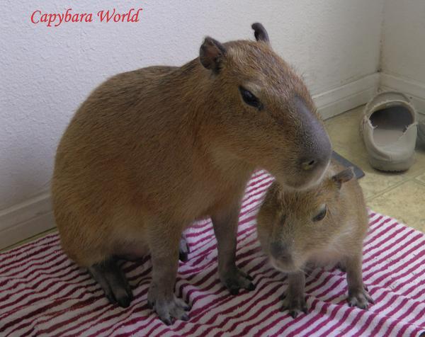 LV Science Festival tweet media