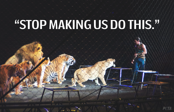 peta's tweet image. If u were kept in a tiny cage &amp;amp; HIT WITH STICKS 2 perform, you'd be angry too.

RT if u agree! #BoycottTheCircus