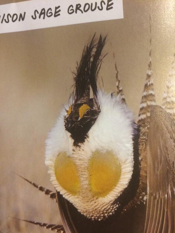 gilbertjacka's tweet image. All I see is a chipmonk stuffed up the bum of a turkey! @maragrunbaum #WTFevolution