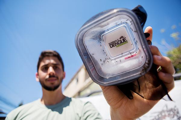folha's tweet photo. Fiocruz solta no Rio mosquitos imunes à dengue para conter a doença. http://t.co/DQFAN4LZGl http://t.co/dza24BBTPP