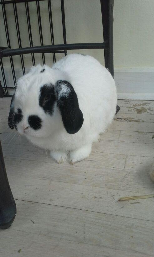 SkollGamer's tweet photo. @monoxidechild6 look :D Bunnies Cx http://t.co/eXvsJPtFxc
