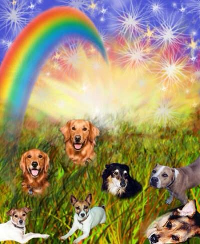 sageofthunder's tweet image. @UrgentPart2 @NYCACC #SaveSIMBA #Savetyson #SaveLUCY #SaveINSTINCT #SaveOBI #Killed 9/23 YOU ARE LOVED &amp;amp; REMEMBERED