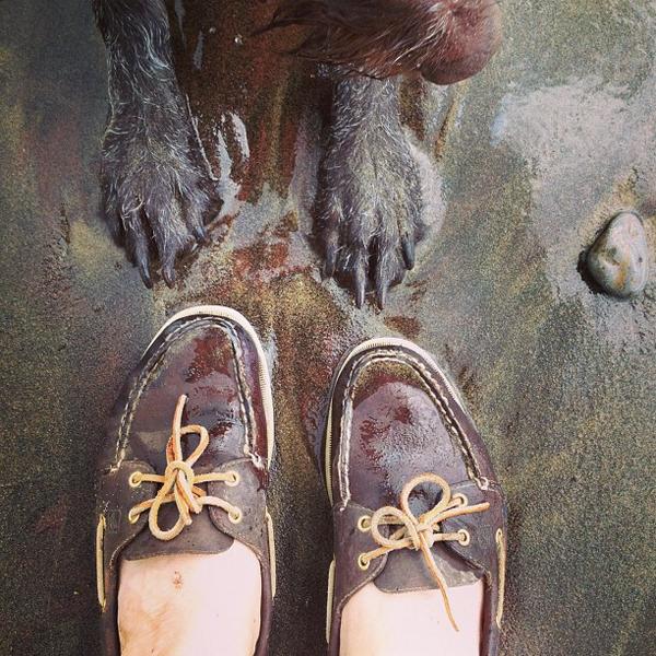 wet noses, wet paws and wet boat shoes 