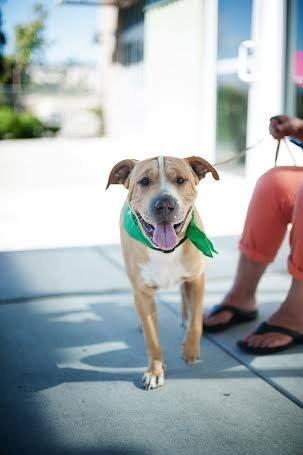 Boomer strutting his stuff at our last event. That face!!! #squishyface