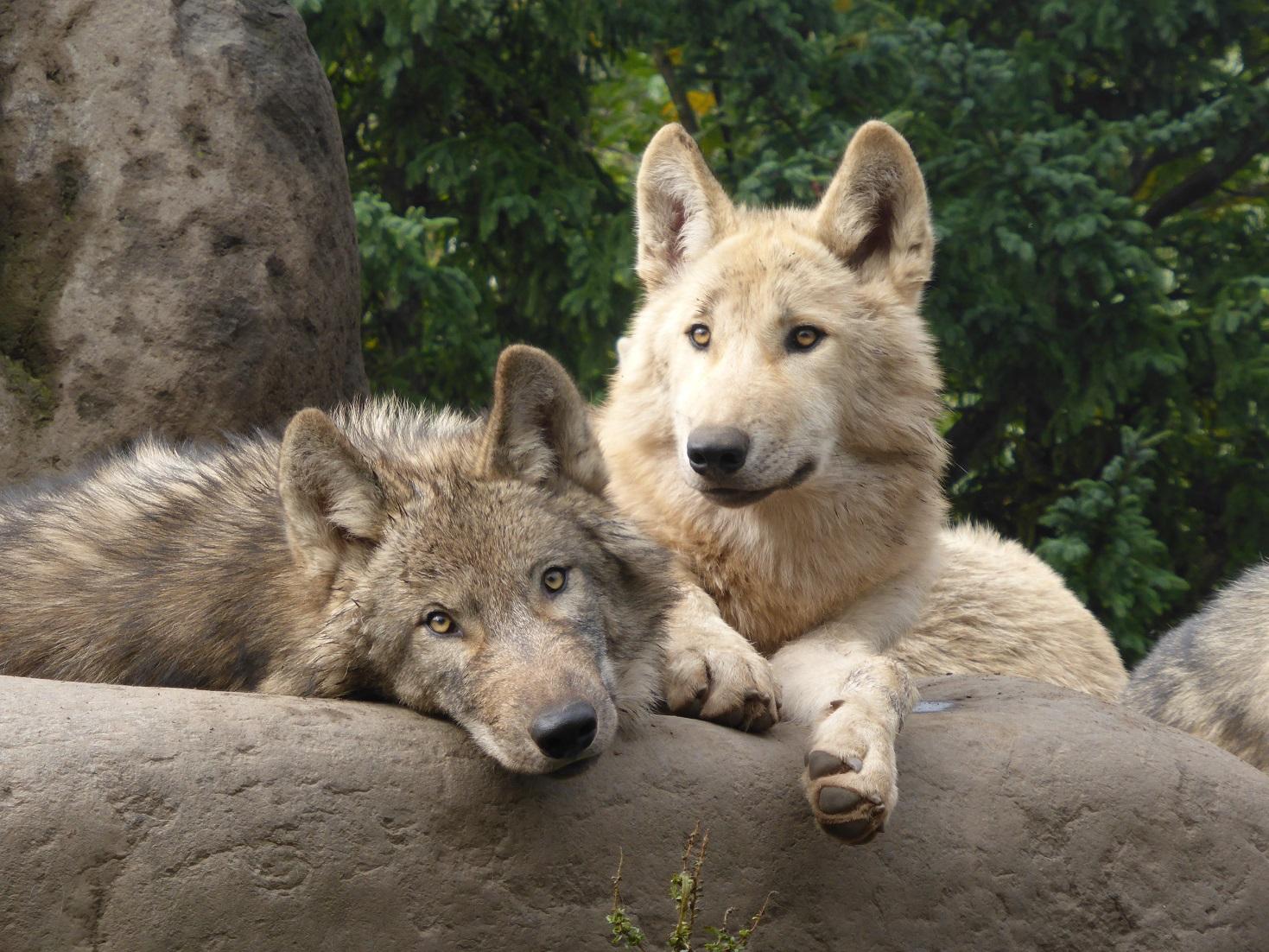 旭川市旭山動物園 公式 Twitterissa こんなに大きくなったシンリンオオカミ の姉妹 左がワッカ 右がミナ です ２枚目は今年６月頃の写真です 誕生は５月 オオカミの森で２匹の成長を確かめてみてください １ Http T Co Utwwpcj9je Twitter