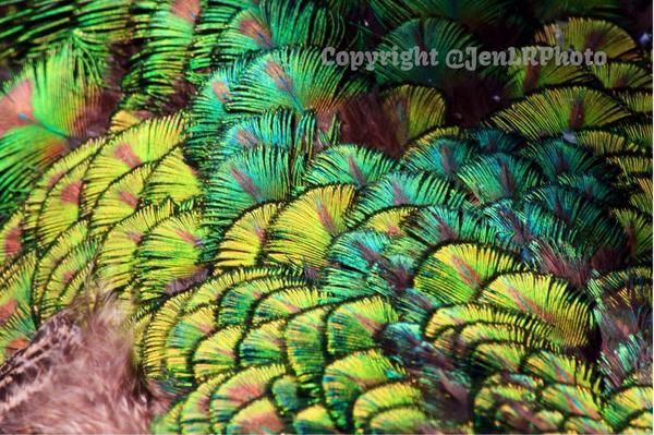 Beautiful #Peacock #feathers up close :) #nature #wildlifewednesday #photography #birds #CanonCaptures