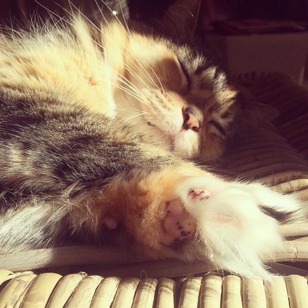 chloealysonlee's tweet image. #Prada 🐱 was feeling really #pawful today. #handhug #leach #prettygirl #catsofig #loafofbread