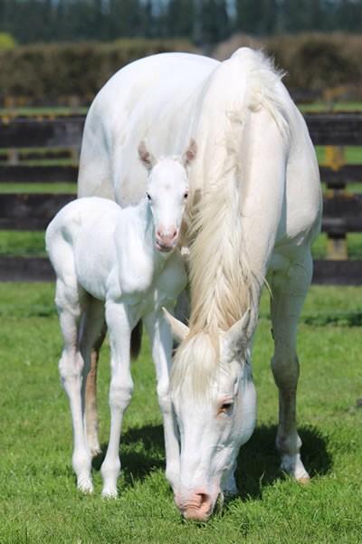 supershelly's tweet photo. This little filly will stand out in the mounting yard when it finally makes the track #horseracing #SpringCarnival http://t.co/uyNUbU3ZRc