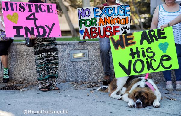 HansGutknecht's tweet photo. tortured dog Indy rally during hearing for suspect Carlos Duarte #justiceforindy
photos: http://t.co/0dP2BW6GQB http://t.co/rU1vsfZ2cT