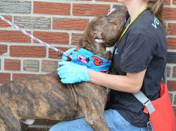 TheRealToriNYC's tweet image. #SaveBETTER 3YR #dog 2Die 9/25 #NYCACC #Hero 2 #Adopt Online #Foster 4 #Rescue #Love $150 2NH
facebook.com/Urgentdeathrow…