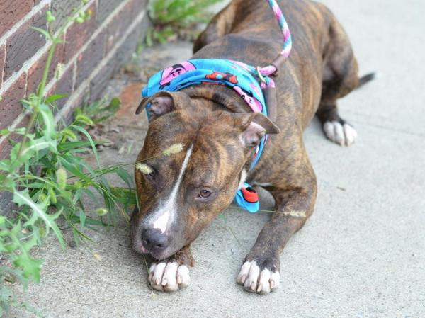 TheRealToriNYC's tweet image. #SaveBETTER 3YR #dog 2Die 9/25 #NYCACC #Hero 2 #Adopt Online #Foster 4 #Rescue #Love $150 2NH
facebook.com/Urgentdeathrow…