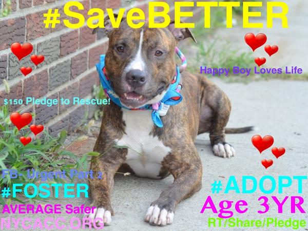 TheRealToriNYC's tweet image. #SaveBETTER 3YR #dog 2Die 9/25 #NYCACC #Hero 2 #Adopt Online #Foster 4 #Rescue #Love $150 2NH
facebook.com/Urgentdeathrow…