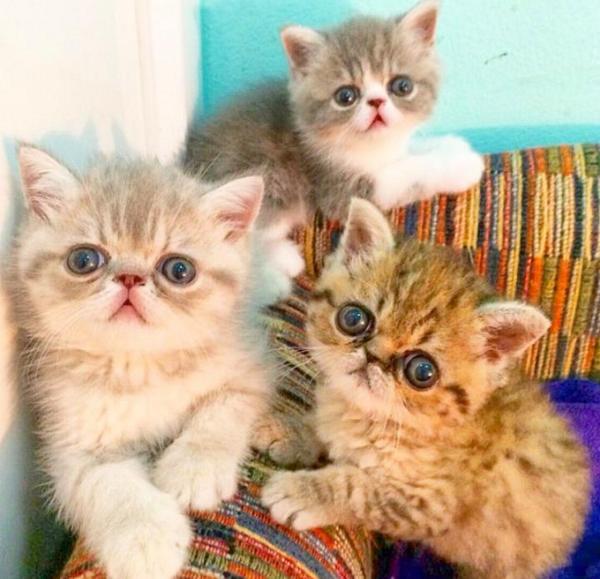 TGIF! 🐱HAVE A FUN FRIDAY EVERYONE!       ♥QQ