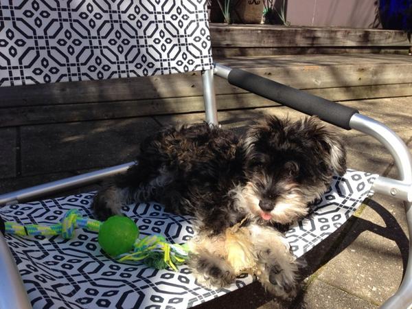 jmtlt's tweet photo. It's a dog's life...🐾 http://t.co/VlcUEePlE4